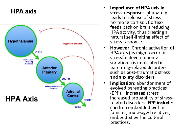 HPA axis • Importance of HPA axis in stress response: ultimately leads to release