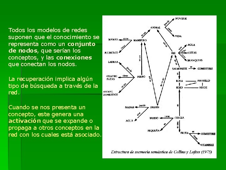Todos los modelos de redes suponen que el conocimiento se representa como un conjunto