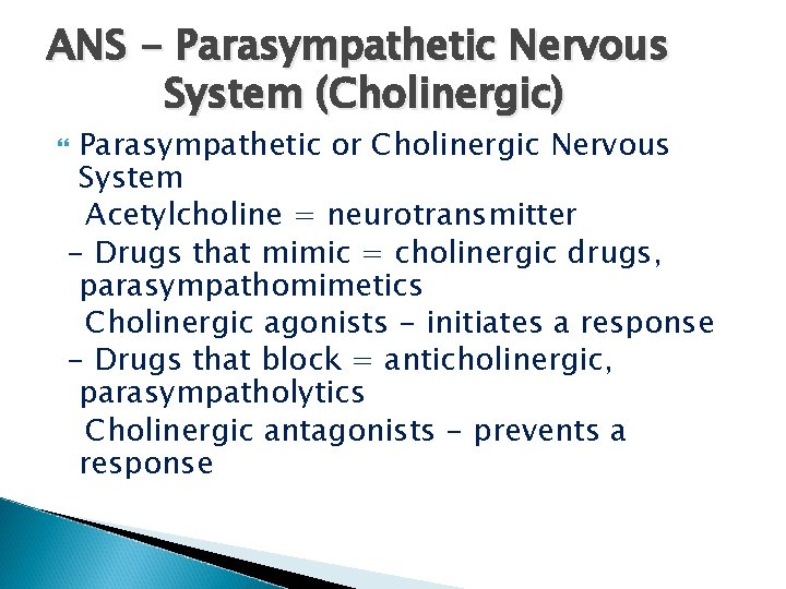 ANS - Parasympathetic Nervous System (Cholinergic) Parasympathetic or Cholinergic Nervous System Acetylcholine = neurotransmitter
