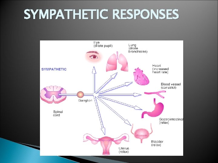 SYMPATHETIC RESPONSES 