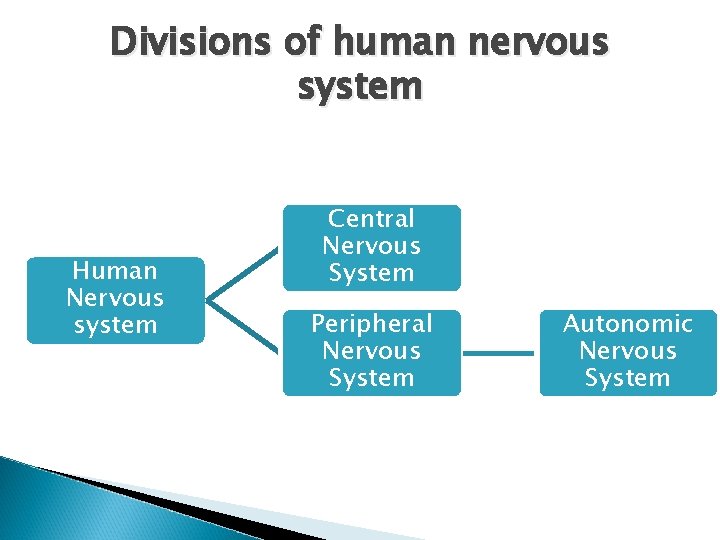 Divisions of human nervous system Human Nervous system Central Nervous System Peripheral Nervous System