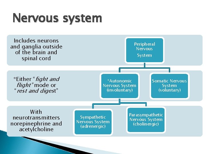 Nervous system Includes neurons and ganglia outside of the brain and spinal cord *Either