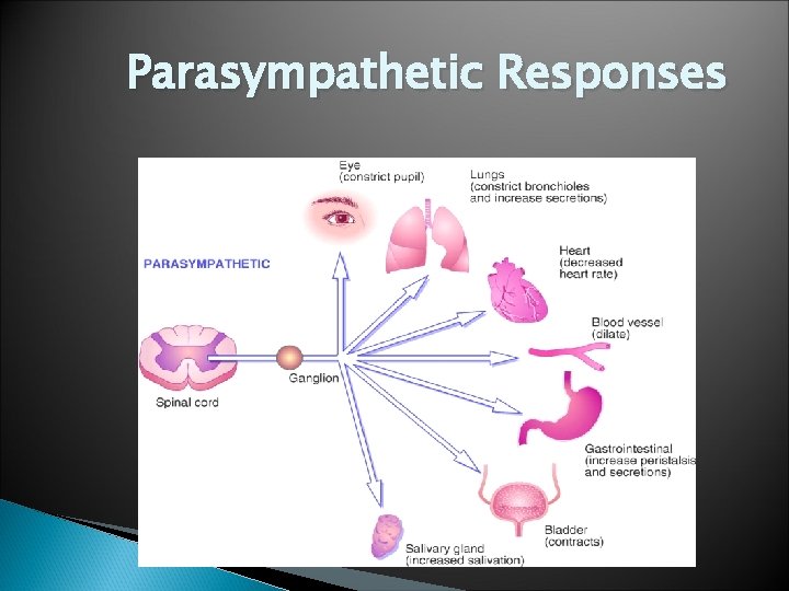 Parasympathetic Responses 