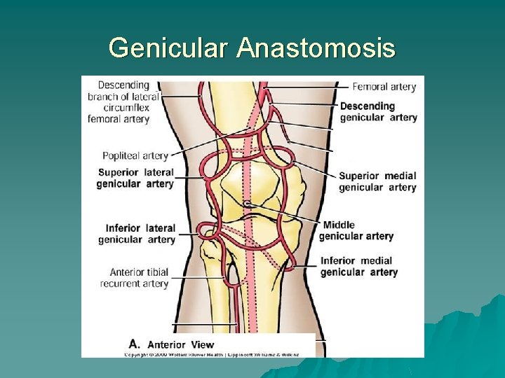 Genicular Anastomosis 