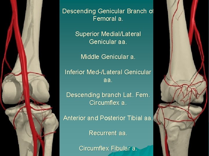 Descending Genicular Branch of Femoral a. Superior Medial/Lateral Genicular aa. Middle Genicular a. Inferior