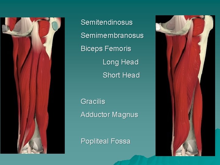 Semitendinosus Semimembranosus Biceps Femoris Long Head Short Head Gracilis Adductor Magnus Popliteal Fossa 