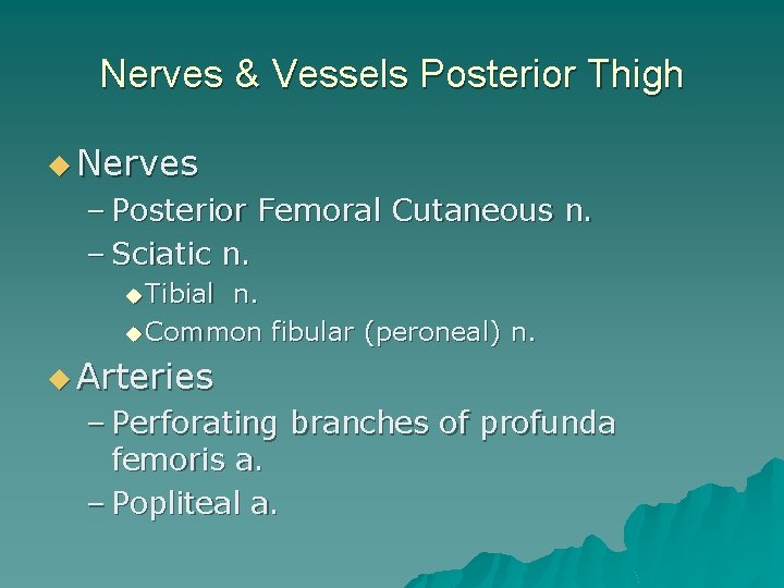 Nerves & Vessels Posterior Thigh u Nerves – Posterior Femoral Cutaneous n. – Sciatic