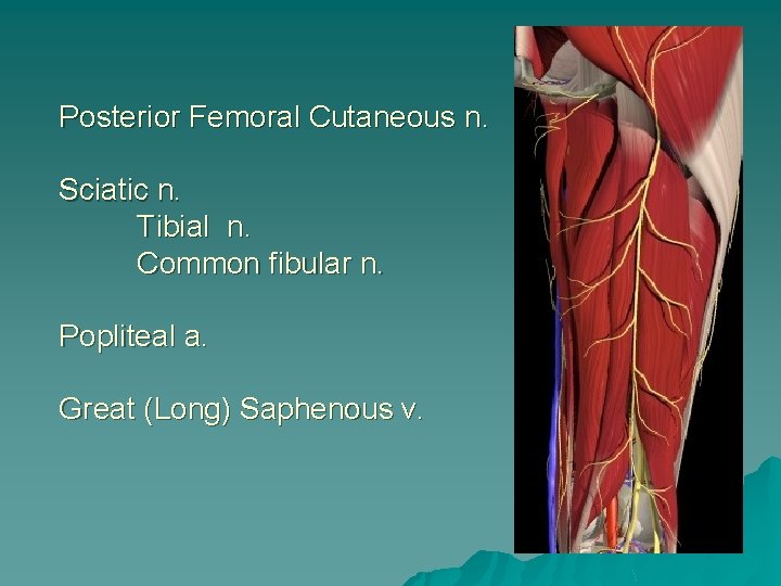 Posterior Femoral Cutaneous n. Sciatic n. Tibial n. Common fibular n. Popliteal a. Great
