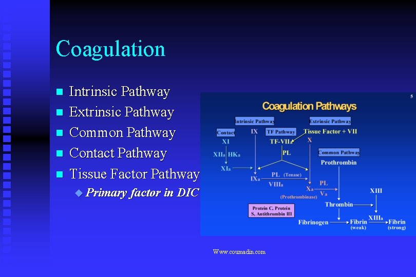 Coagulation n n Intrinsic Pathway Extrinsic Pathway Common Pathway Contact Pathway Tissue Factor Pathway