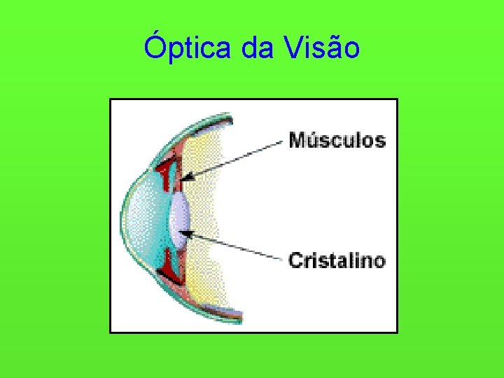 Óptica da Visão 