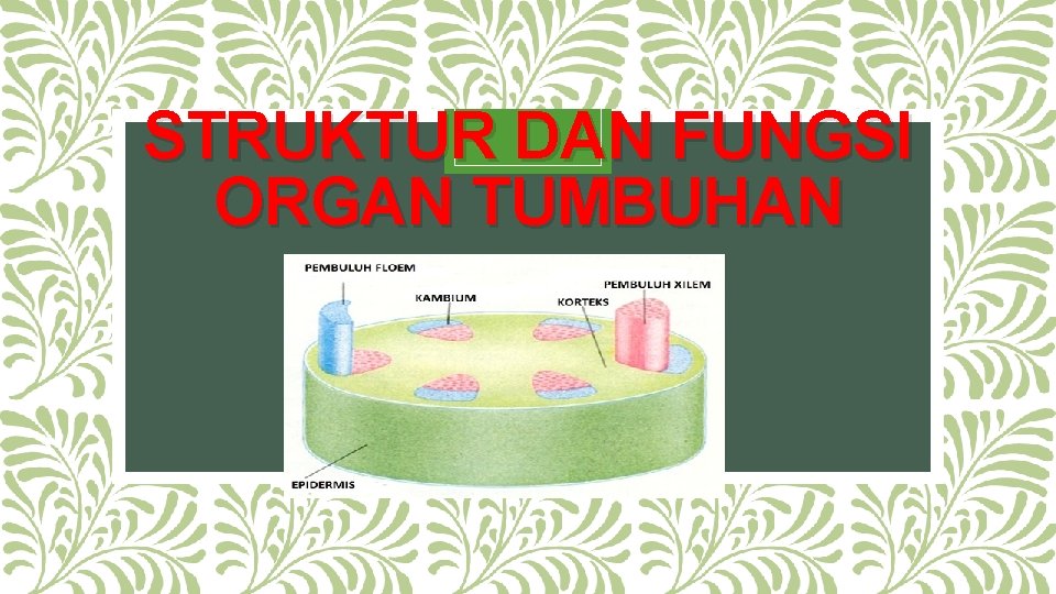 STRUKTUR DAN FUNGSI ORGAN TUMBUHAN 