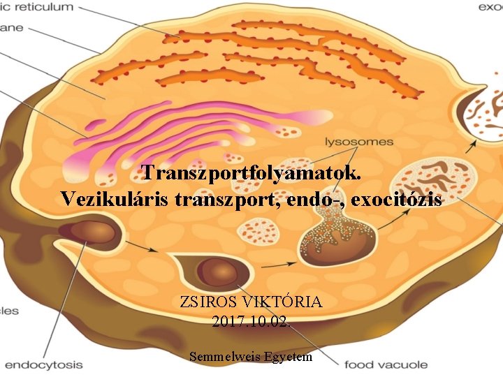 Transzportfolyamatok. Vezikuláris transzport, endo-, exocitózis ZSIROS VIKTÓRIA 2017. 10. 02. Semmelweis Egyetem 