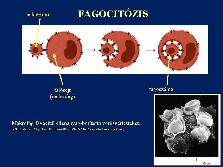 FAGOCITÓZIS baktérium falósejt (makrofág) Makrofág fagocitál ellenanyag-borította vörösvértesteket. E. S. Gold et al. ,