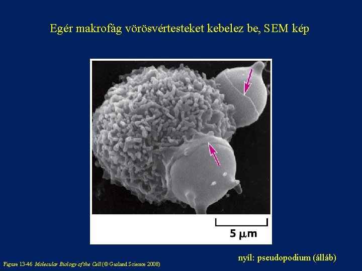 Egér makrofág vörösvértesteket kebelez be, SEM kép Figure 13 -46 Molecular Biology of the