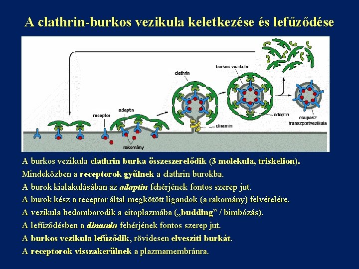 A clathrin-burkos vezikula keletkezése és lefűződése A burkos vezikula clathrin burka összeszerelődik (3 molekula,