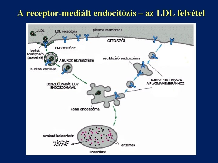 A receptor-mediált endocitózis – az LDL felvétel 