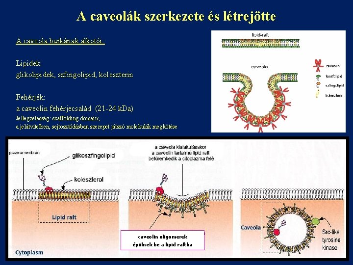 A caveolák szerkezete és létrejötte A caveola burkának alkotói: Lipidek: glikolipidek, szfingolipid, koleszterin Fehérjék: