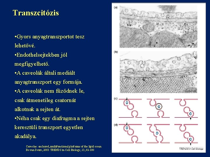 Transzcitózis • Gyors anyagtranszportot tesz lehetővé. • Endothelsejtekben jól megfigyelhető. • A caveolák általi