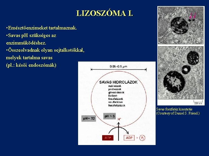 LIZOSZÓMA I. • Emésztőenzimeket tartalmaznak. • Savas p. H szükséges az enzimműködéshez. • Összeolvadnak