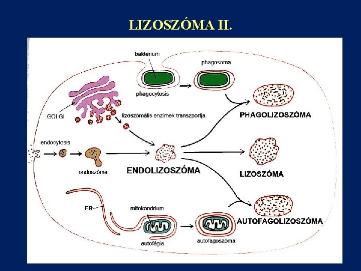 LIZOSZÓMA II. 