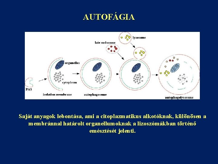 AUTOFÁGIA Saját anyagok lebontása, ami a citoplazmatikus alkotóknak, különösen a membránnal határolt organellumoknak a