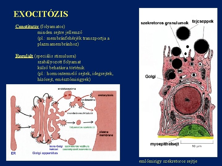 EXOCITÓZIS Constitutív (folyamatos) minden sejtre jellemző (pl. : membránfehérjék transzportja a plazmamembránhoz) Regulált (speciális