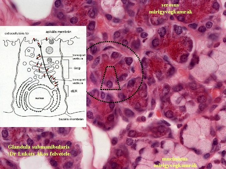 serosus mirigyvégkamrák Glandula submanibularis (Dr Lukáts Ákos felvétele) mucinózus mirigyvégkamrák 