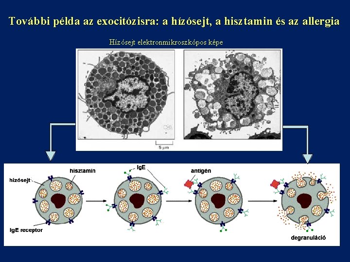 További példa az exocitózisra: a hízósejt, a hisztamin és az allergia Hízósejt elektronmikroszkópos képe