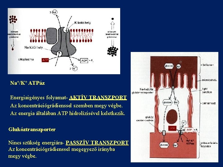 Na+/K+ ATPáz Energiaigényes folyamat- AKTÍV TRANSZPORT Az koncentrációgrádienssel szemben megy végbe. Az energia általában