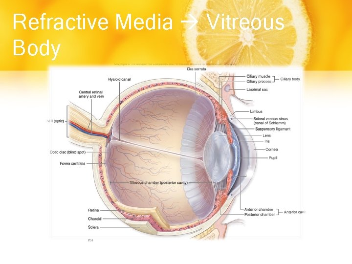 Refractive Media Vitreous Body 