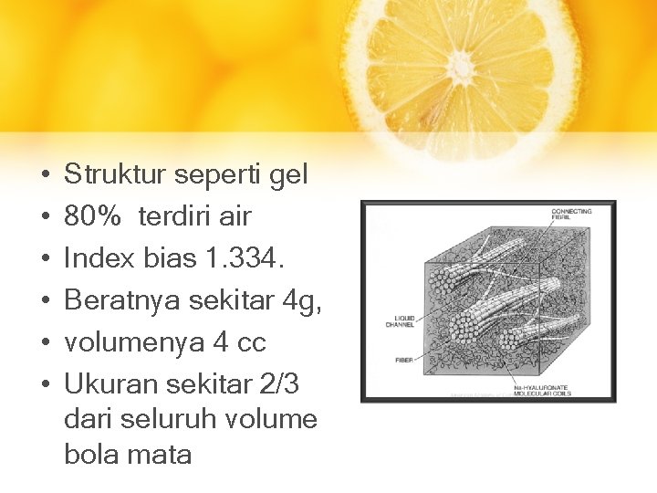  • • • Struktur seperti gel 80% terdiri air Index bias 1. 334.