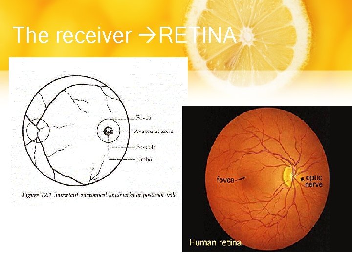 The receiver RETINA 