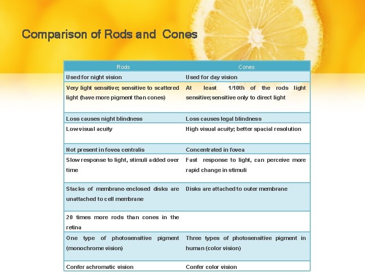 Comparison of Rods and Cones Rods Cones Used for night vision Used for day