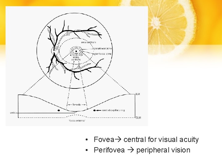  • Fovea central for visual acuity • Perifovea peripheral vision 