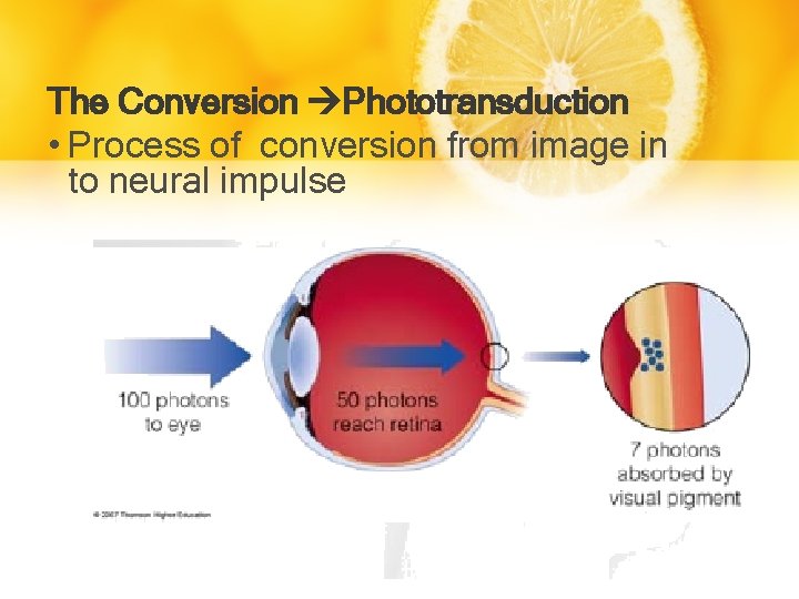 The Conversion Phototransduction • Process of conversion from image in to neural impulse 