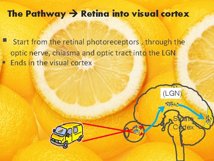 The Pathway Retina into visual cortex § Start from the retinal photoreceptors , through