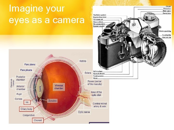 Imagine your eyes as a camera 