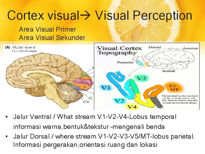 Cortex visual Visual Perception Area Visual Primer Area Visual Sekunder • Jalur Ventral /