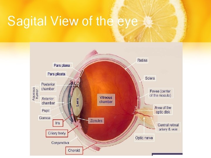 Sagital View of the eye 