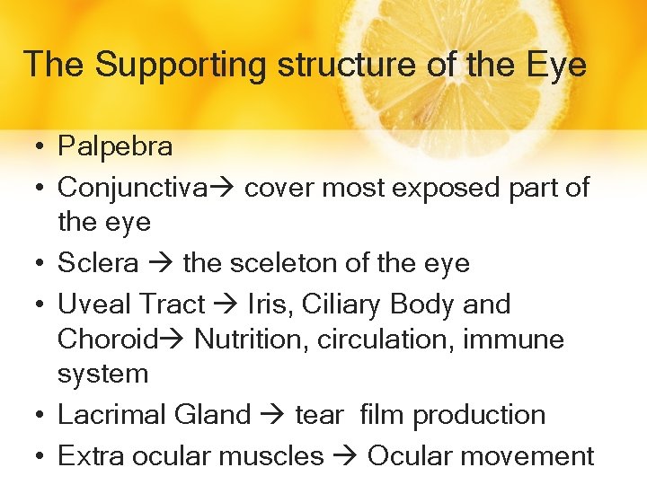 The Supporting structure of the Eye • Palpebra • Conjunctiva cover most exposed part