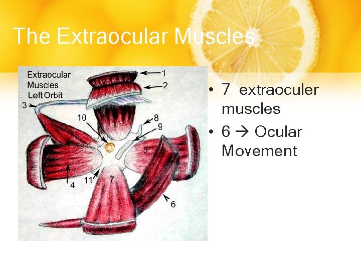 The Extraocular Muscles • 7 extraoculer muscles • 6 Ocular Movement 