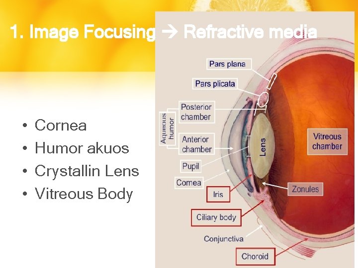 1. Image Focusing Refractive media • • Cornea Humor akuos Crystallin Lens Vitreous Body