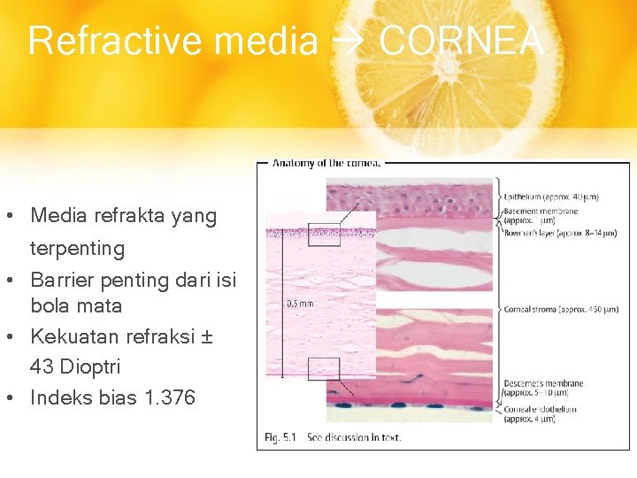 Refractive media CORNEA • Media refrakta yang terpenting • Barrier penting dari isi bola