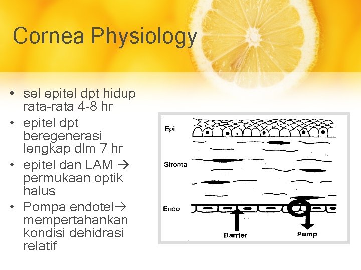 Cornea Physiology • sel epitel dpt hidup rata-rata 4 -8 hr • epitel dpt