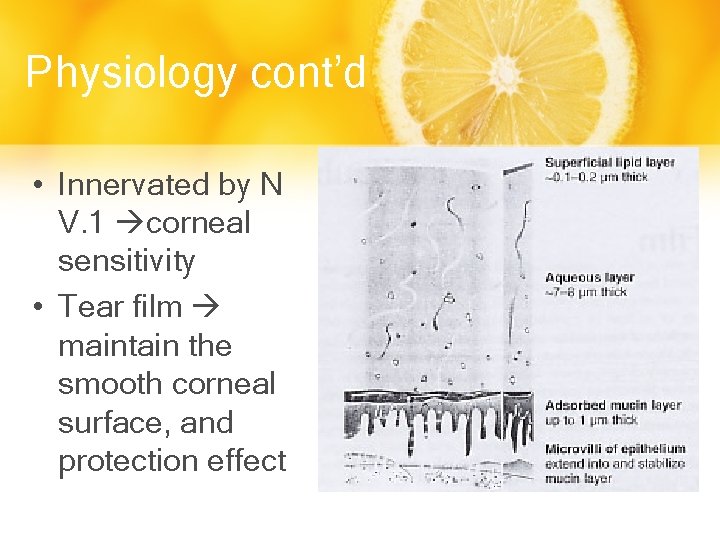 Physiology cont’d • Innervated by N V. 1 corneal sensitivity • Tear film maintain