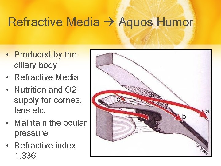 Refractive Media Aquos Humor • Produced by the ciliary body • Refractive Media •