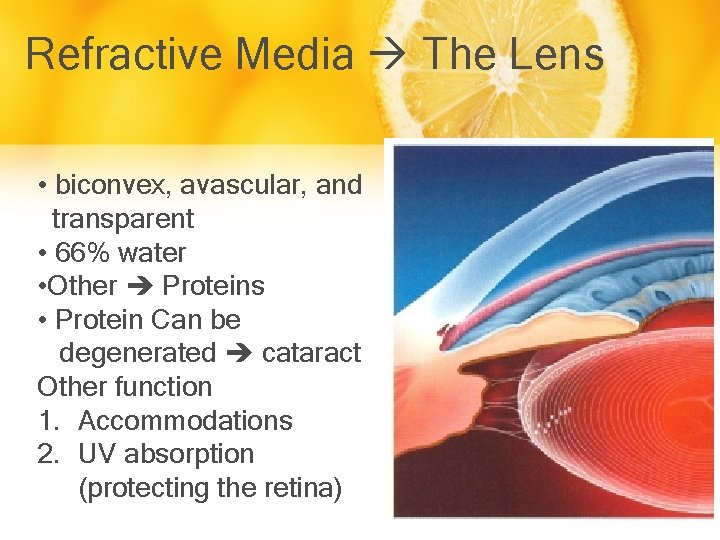 Refractive Media The Lens • biconvex, avascular, and transparent • 66% water • Other