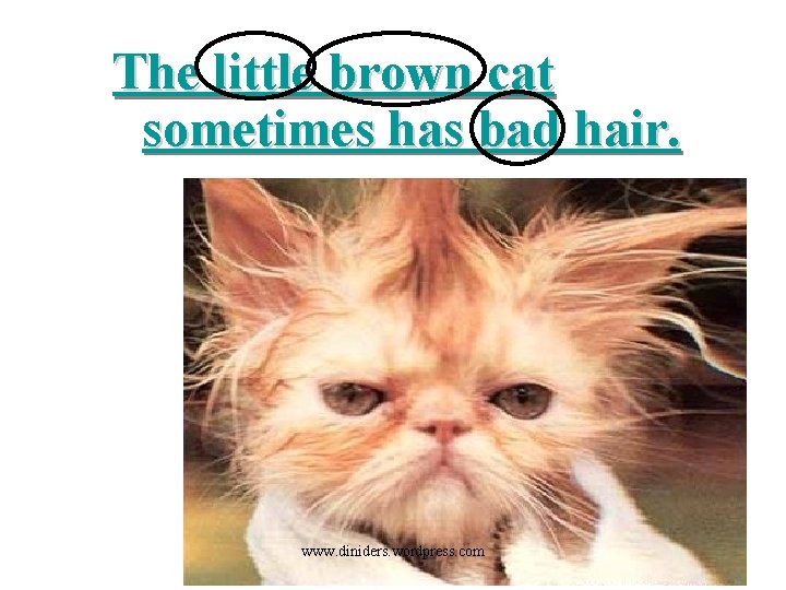 The little brown cat sometimes has bad hair. www. diniders. wordpress. com 