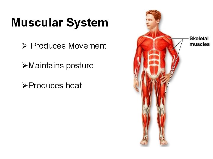 Muscular System Ø Produces Movement ØMaintains posture ØProduces heat 