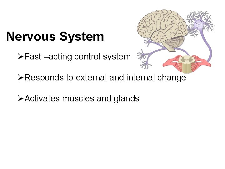 Nervous System ØFast –acting control system ØResponds to external and internal change ØActivates muscles